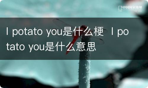 I potato you是什么梗  I potato you是什么意思