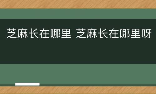 芝麻长在哪里 芝麻长在哪里呀