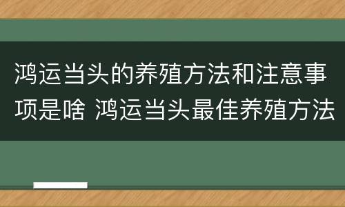 鸿运当头的养殖方法和注意事项是啥 鸿运当头最佳养殖方法